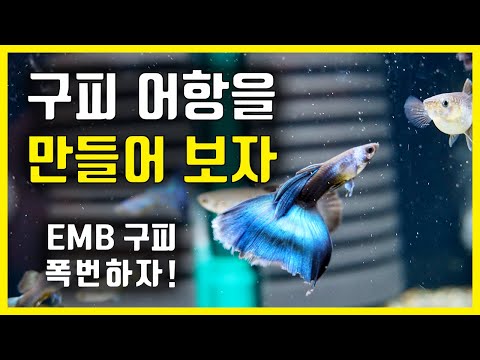 함께 구피 어항을 만들어 봐요! | EMB 구피 어항 세팅, 폭번하는 구피 어항