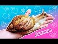 ГИГАНТСКАЯ УЛИТКА Ахатина