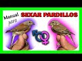 COMO SEXAR MI PARDILLO 🤔💭 ¿MACHO O HEMBRA? DIFERENCIAS ENTRE MACHO Y HEMBRA DE PARDILLO. 🐦❓🐦 LINNET