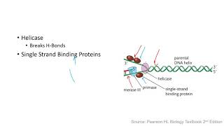 DNA Replication - Biology IB HL Topic 7 (Fauzaan's IB)