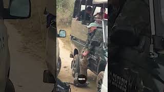 When A Leopard Attacks I INSIDE 10s