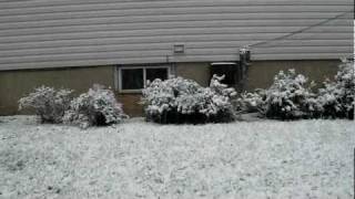 snow falling.AVI by Linu Alex