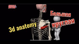 Большая круглая мышца. 3d anatomy. MUSCLE MOTION