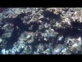 Mobius camera underwater, waterproof case. Камера мобиус под водой.