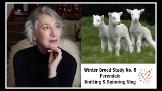 Winter Breed Study No. 8 Perendale|Knitting|Spinning|Vlog