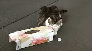 Prince kotora playing with a bottle cap and tissue box Turkish Angora cat cute funny animal