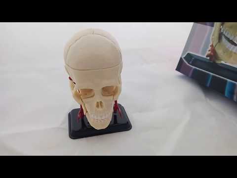 Анатомический набор Череп размером 9 см. сборный, 39 деталей sk010 edu-toys