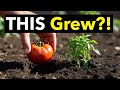 I Buried a Store Bought Tomato… And What Grew Wasn’t What I Expected