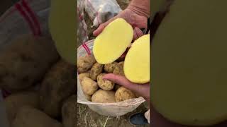 ИРАН КАРТОШКА ДЖИЛИ ЛОРАДО ВКУС ТО ЧТО НАДО IRAN POTATO JILI DARI LORADO RASA APA YANG ANDA PERLUKAN