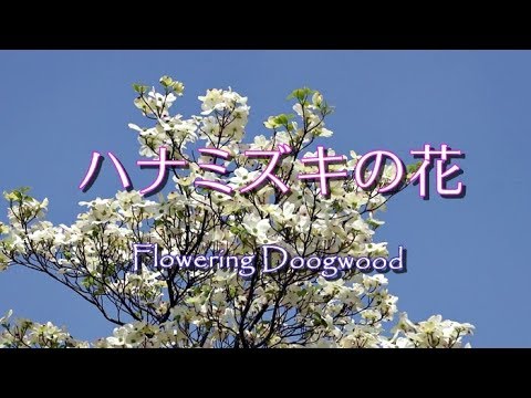 花の風景 ハナミズキの花 Youtube