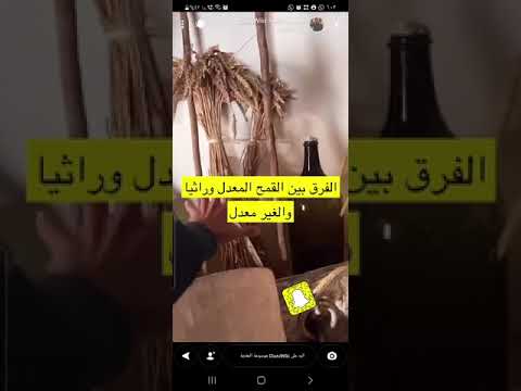 الفرق بين القمح المعدل وراثيا والغير معدل دكتور عمار العمار