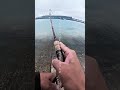 出勤前ライトゲームでヒット！ #fishing
