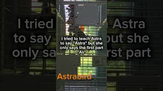 Astrabird says her name wrong and learns a naughty word #parrot #funnyanimals