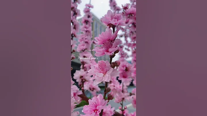 beautiful peach blossom in spring - DayDayNews