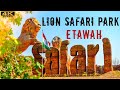 Lion safari etawah  etawah safari park  lion safari park etawah  biggest lion safari park in asia