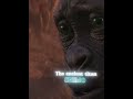 shimo edit (the ancient titan )