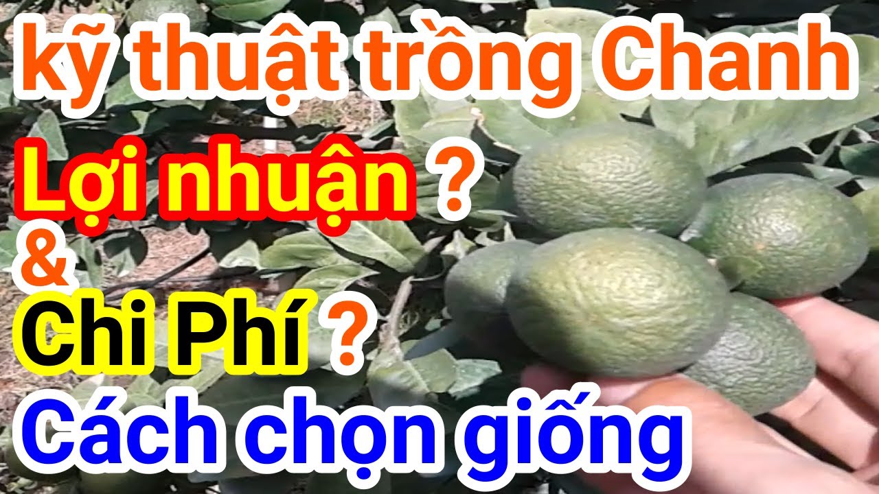 A27. trồng Chanh, Lợi nhuận, chi phí và cách chọn giống ? #CuuHoNongNghiep #CHNN