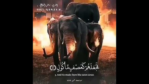 سورة الفيل للشيخ ماهر المعيقلي