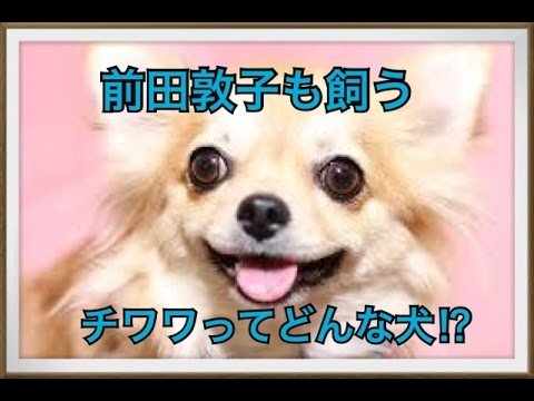 【前田敦子のペット】チワワってどんな犬!?