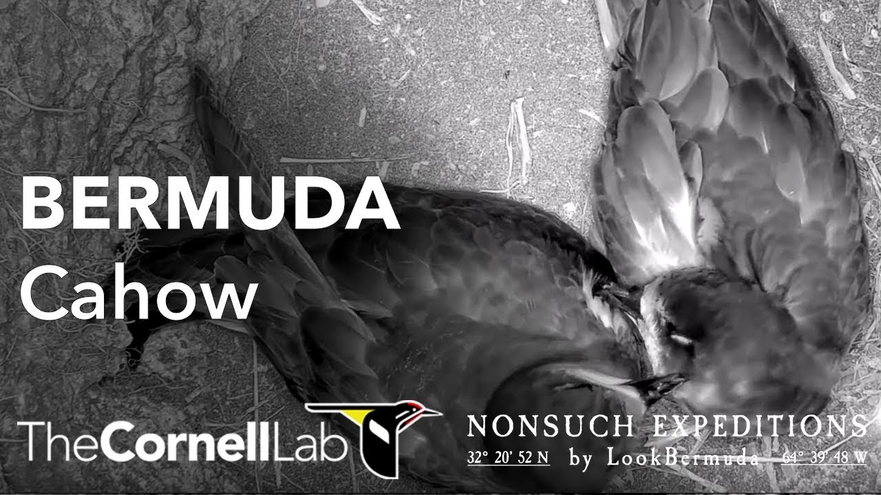 Cornell Bird Cams Live Feeder Nest Cam Footage From Every Location