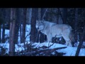 wolves in jasper 2012