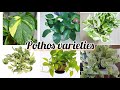 Different types of pothos... Types of money plants... money plant varieties #indoorplants