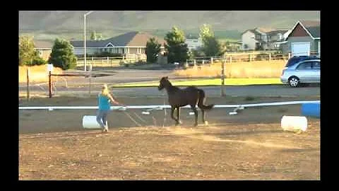 Dawn Fulton and Midnight's Level 3 Online Test