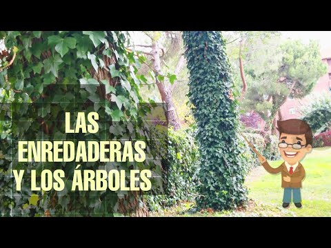 Video: ¿Las enredaderas dañan los árboles?