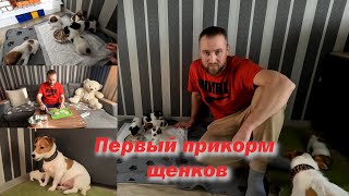 Джек Рассел терьер. Первый прикорм щенков. Учим кушать самостоятельно.