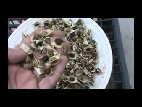 moringa oleifera semillas seeds - YouTube