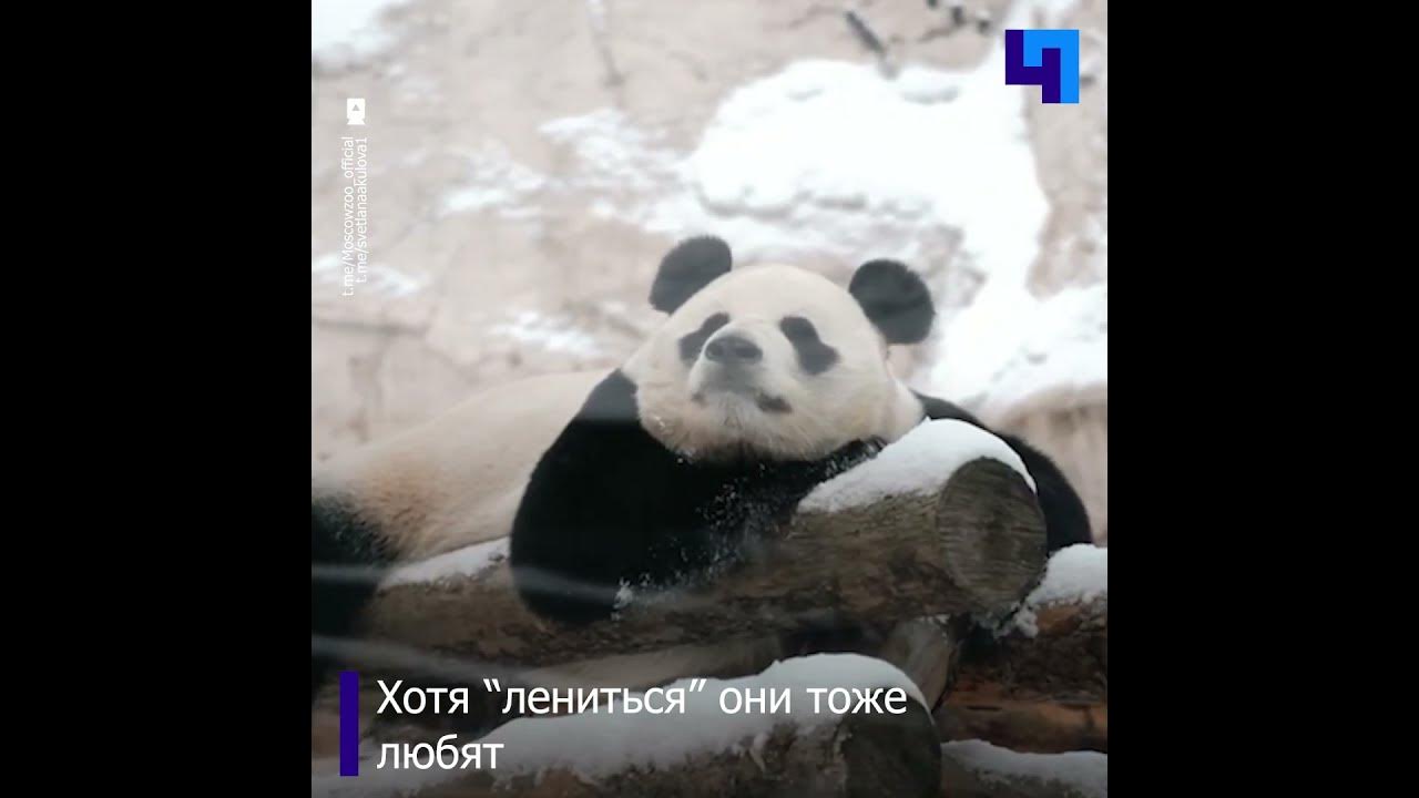 Где панды в московском зоопарке. Панда жуи в Московском зоопарке. Панда в зоопарке России. Панда Диндин из Московского зоопарка. Панда жуи в Московском зоопарке видео.
