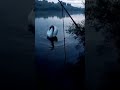 Feeding a swan on a fishing trip