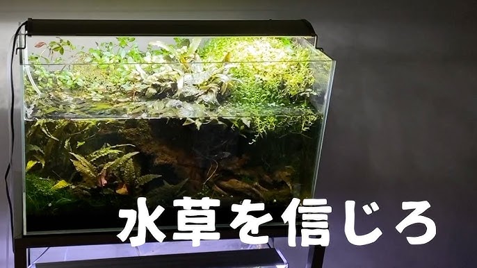 シジミは元気です あとタニシのコケ取り能力とか Youtube シジミは元気です あとタニシのコケ取り能力とか Youtube