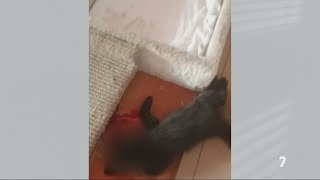 Un gato fue golpeado hasta la muerte en Ceutí por un conjunto de jóvenes | La 7