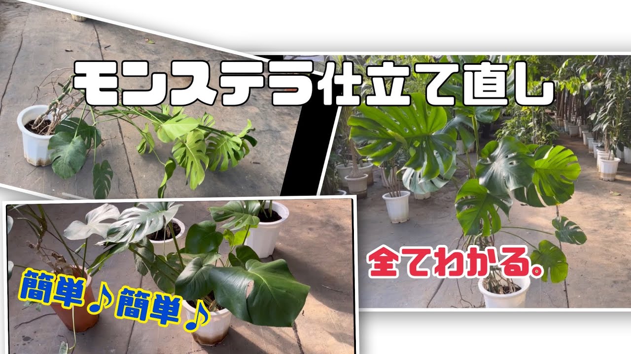 ☆必見☆モンステラのわかりやす〜い仕立て直し2022