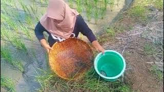 3 Gadis Desa Sang Pencari ikan Mas Di Sawah