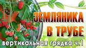 Балконные помидоры - YouTube
