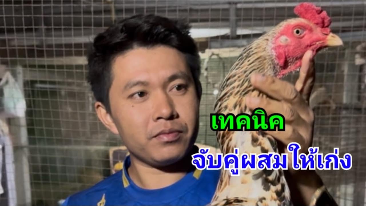 พม่าจับคู่ผสมแบบไหน?....ให้ออกมาเก่ง