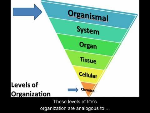 structural organization body