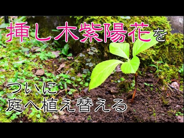 庭の紫陽花 紫陽花の挿し木 鉢上げ 地植えする Youtube