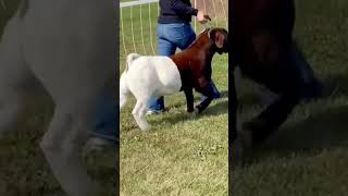 Amazing Quality Boer Goat