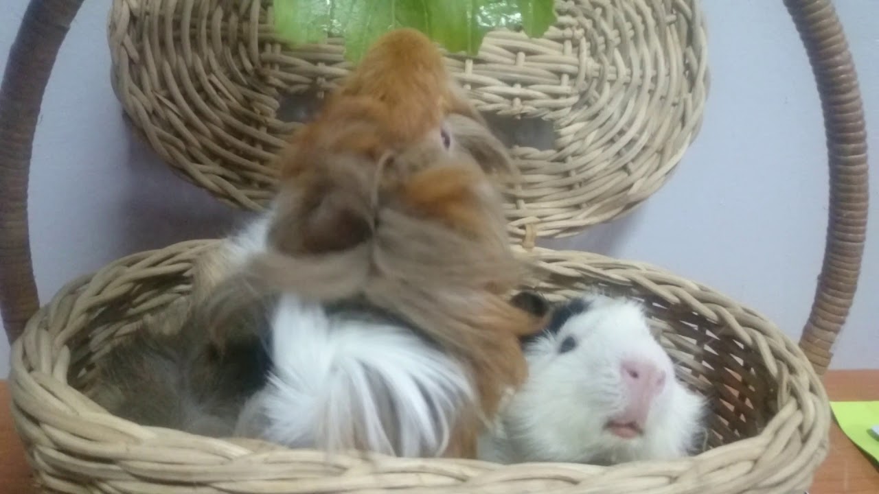 GUINEA PIG EATING VEGGIES - YouTube