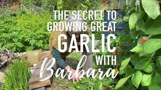 The secret of growing great garlic as told by Barbara on her allotment.