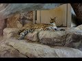 福山市立動物園のサーバルちゃんを紹介 の動画、YouTube動画。