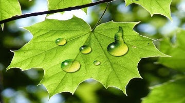 How to Make Water Drops in Photoshop | Photoshop Effects | Photoshop CS6 Tutorials By Leena Jain