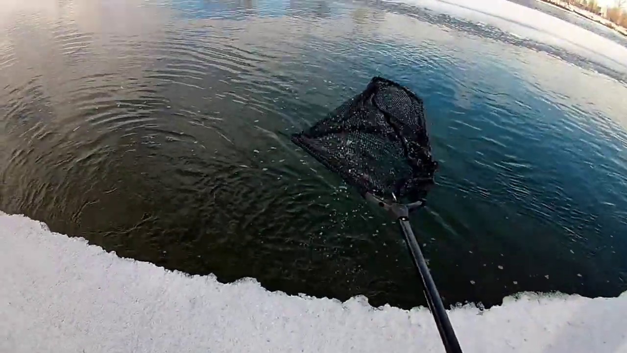 Winter , trout fishing,Bow River , Calgary. January 24, 2020 - YouTube