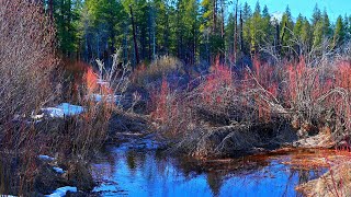 Black Butte over Indian Ford Creek, North of Sisters, Oregon