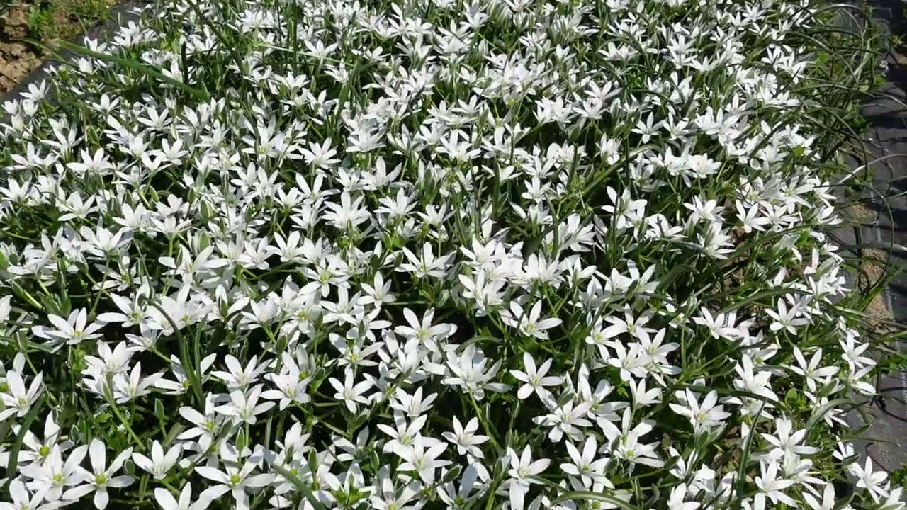 オーニソガラム オオアマナ 開花の様子 22 5 4 Youtube