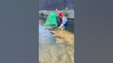 Cá Lớn - bắt Cá Chép Khủng lên vùng nước cạn 😱 #khacthuyvlogg