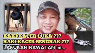 Solusi Untuk Kacer Yang Suka Mengangkat Kaki Sebelah - Kacer Kaki Bengkak Dan Luka